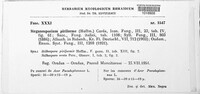 Prosthecium pyriforme image